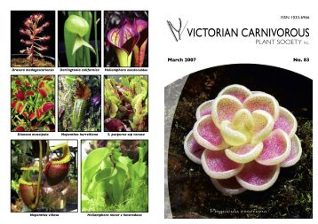 Heliamphora macdonaldae - Victorian Carnivorous Plant Society