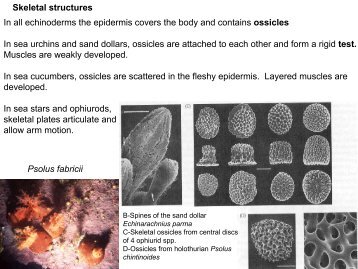 Psolus fabricii Skeletal structures In all echinoderms the epidermis ...