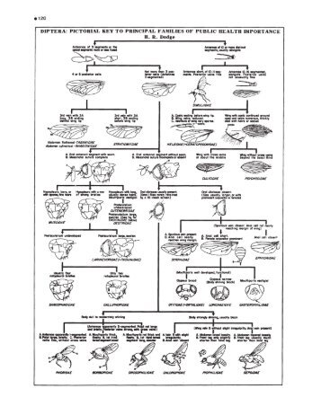 Pictorial Keys