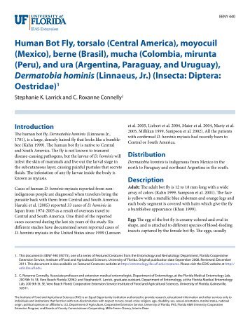 Human Bot Fly, torsalo (Central America), moyocuil - EDIS ...