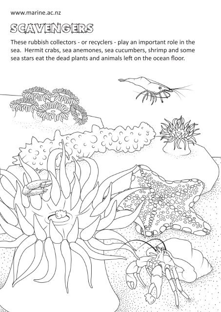 Rocky Shore Who Eats Who Colouring Book - University of Otago