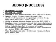 JEDRO (NUCLEUS)