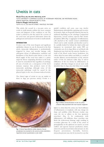 Uveitis in cats - Parry Medical Writing