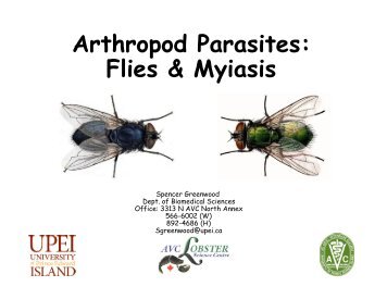 Arthropod Parasites: Flies & Myiasis