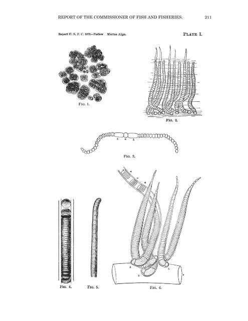 PDF file (text) - Cryptogamic Botany Company