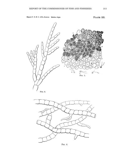 PDF file (text) - Cryptogamic Botany Company