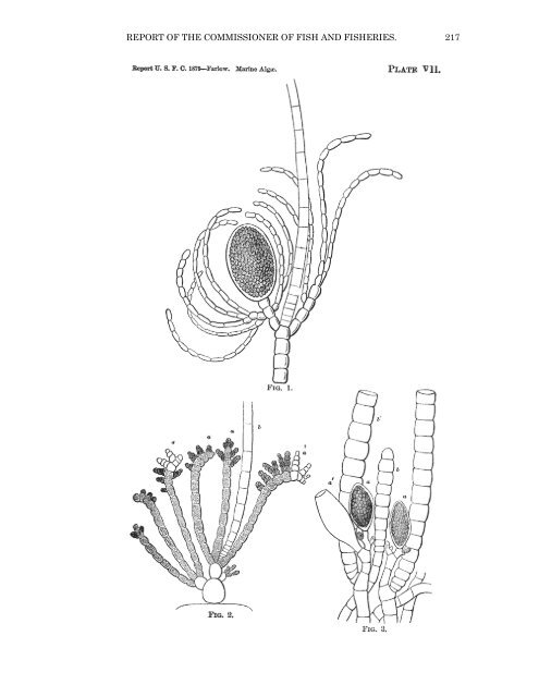 PDF file (text) - Cryptogamic Botany Company