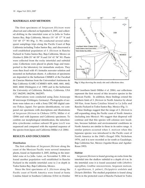 New record of Sargassum filicinum Harvey (Fucales ... - Algae