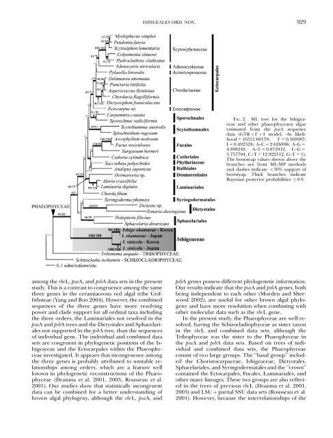 A NEW BROWN ALGAL ORDER, ISHIGEALES (PHAEOPHYCEAE ...