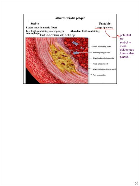 Glial cells (stromal cells) Oligodendrocytes ... - CSU PVM 2014