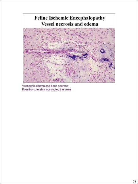 Glial cells (stromal cells) Oligodendrocytes ... - CSU PVM 2014