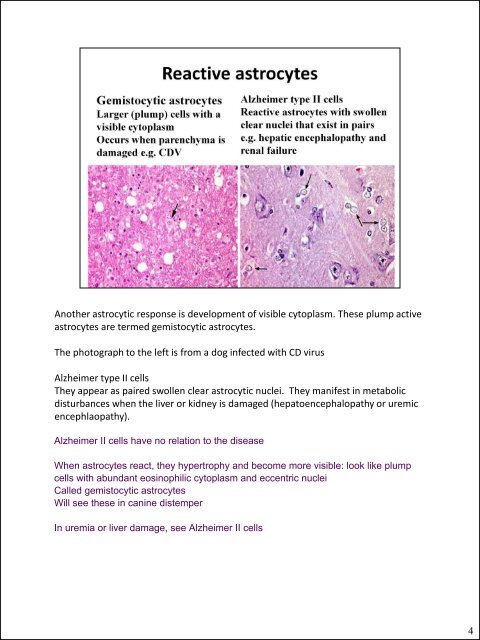 Glial cells (stromal cells) Oligodendrocytes ... - CSU PVM 2014