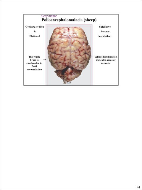 Glial cells (stromal cells) Oligodendrocytes ... - CSU PVM 2014