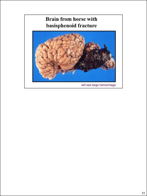 Glial cells (stromal cells) Oligodendrocytes ... - CSU PVM 2014