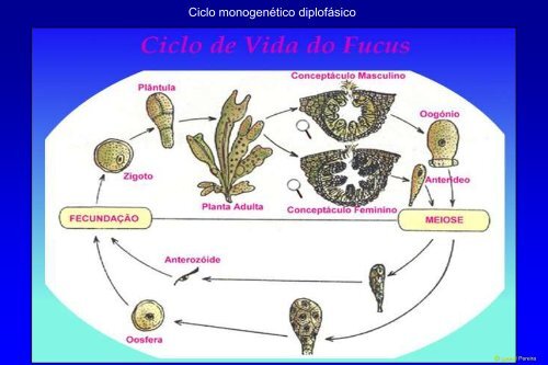 Ciclo de Vida da Espirogira