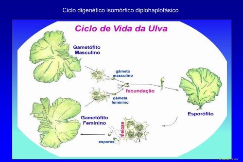 Ciclo de Vida da Espirogira