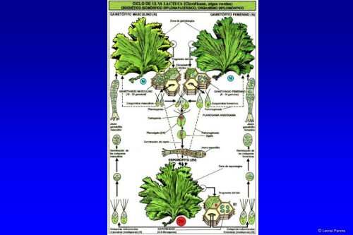 Ciclo de Vida da Espirogira