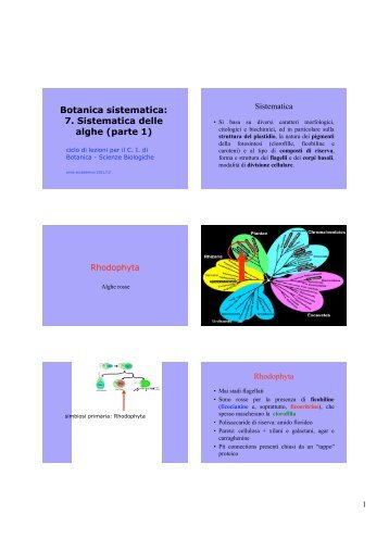 7.alghe rosse, brune e diatomee - Facoltà di Scienze MFN