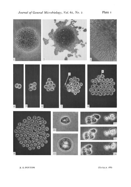 The Characterization of Hyalochlorella marina gen. et ... - Microbiology