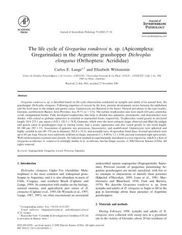 The life cycle of Gregarina ronderosi n. sp. (Apicomplexa ...