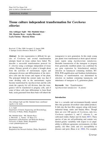 Tissue culture independent transformation for Corchorus olitorius
