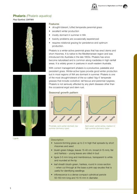 Phalaris (Phalaris aquatica) - Department of Agriculture and Food