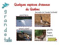 grand héron bernache du Canada (outarde) canard colvert gélinotte ...