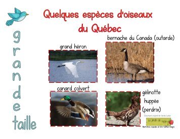 grand héron bernache du Canada (outarde) canard colvert gélinotte ...