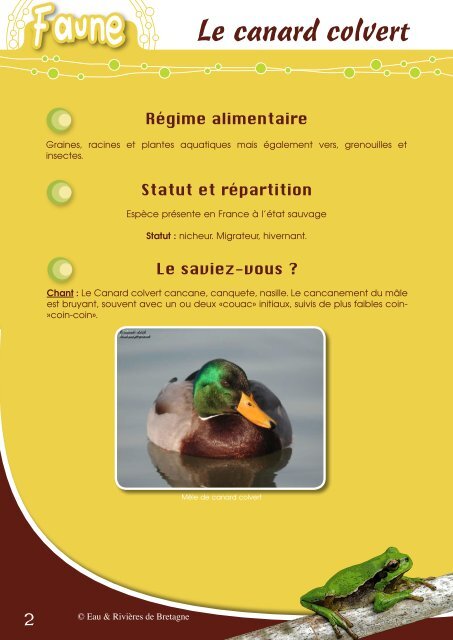 Canard colvert - Eau et Rivières de Bretagne