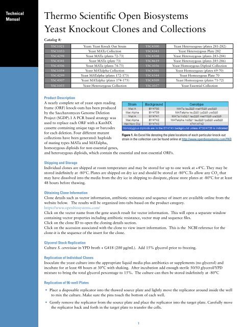 Yeast Knockout Clones and Collections - Thermo Scientific