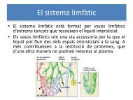 El sistema limfàtic