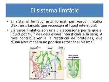 El sistema limfàtic