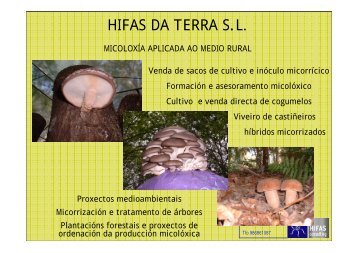 Produción en viveiro de castiñeiro híbrido enxertado e ... - Medio Rural
