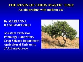 THE RESIN OF CHIOS MASTIC TREE