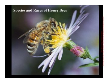 Species and Races of Honey Bees