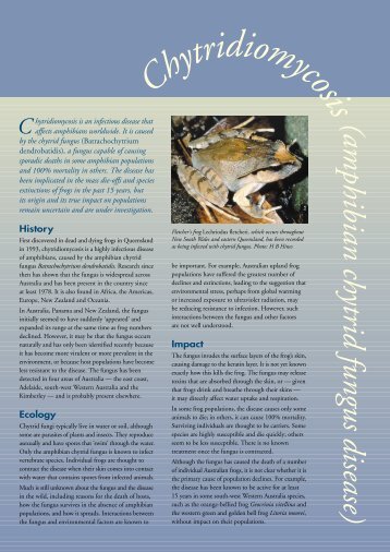 Chytridiomycosis (Amphibian chytrid fungus disease) - Fact sheet