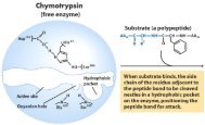 Chymotrypsin mechanism