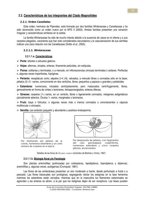 2.2. Características de los integrantes del Clado Magnoliides