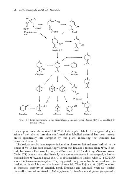 The genus Cinnamomum