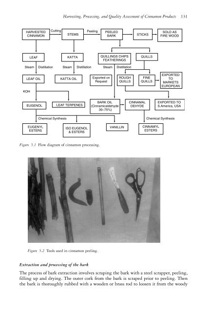 The genus Cinnamomum