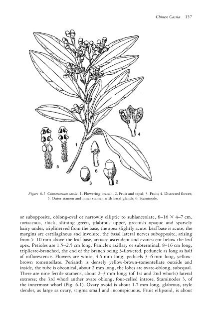 The genus Cinnamomum