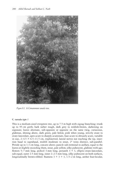 The genus Cinnamomum