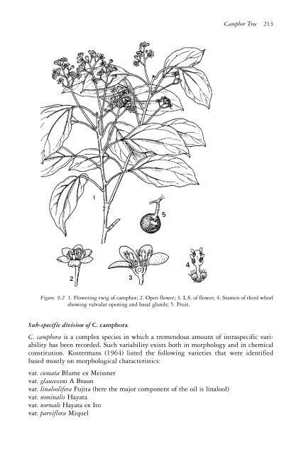 The genus Cinnamomum