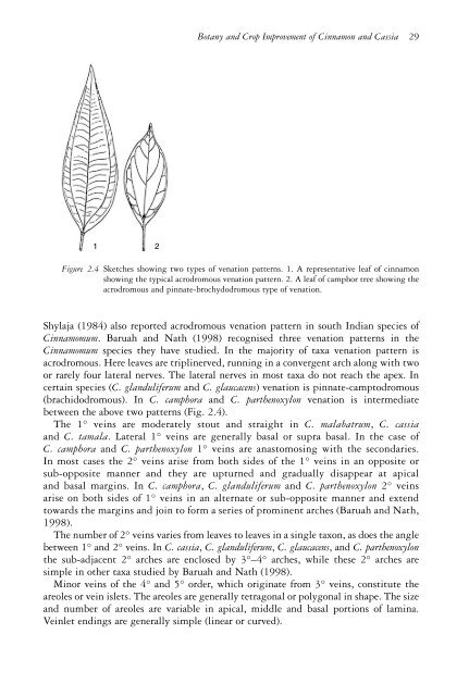 The genus Cinnamomum