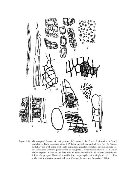 The genus Cinnamomum