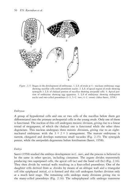 The genus Cinnamomum