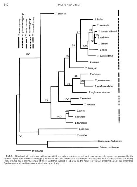 Molecular Phylogeny of the Chipmunks Inferred from Mitochondrial ...