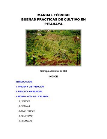 manual técnico buenas practicas de cultivo en pitahaya - oirsa