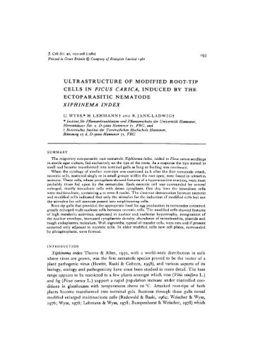 ultrastructure of modified root-tip cells in ficus carica, induced by the ...