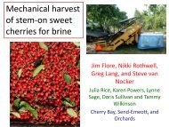 Mechanical harvest of stem-on sweet cherries for brine